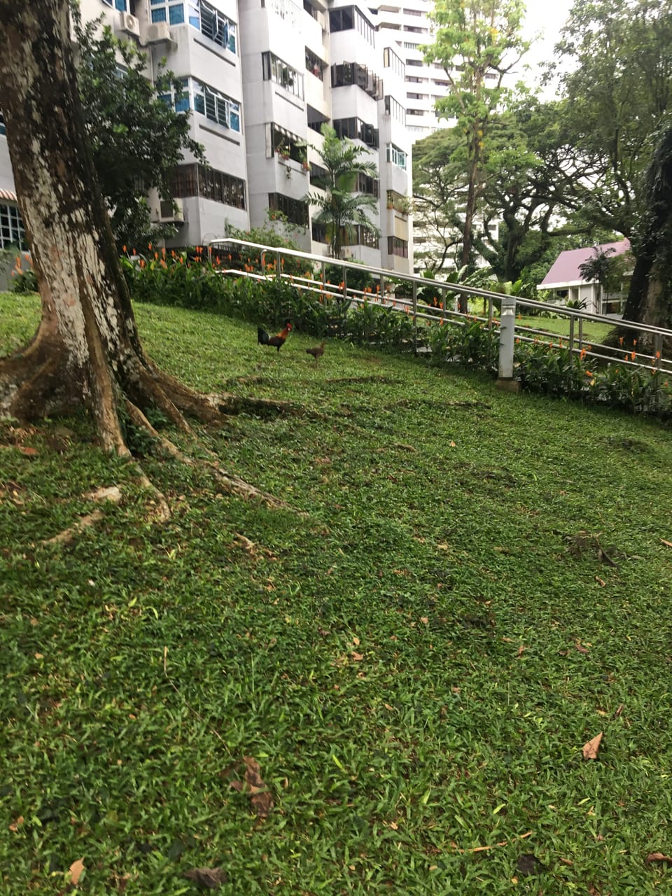 Braddell View En Bloc 2026: Why the Dream Keeps Costing Buyers Money